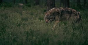 Jæger sigtet efter skud mod ulv i skovområde ved Oksbøl