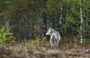 Ulv påkørt mellem Holstebro og Lemvig