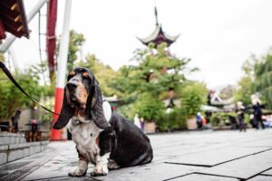 Poter på Plænen: Tivoli fejrer Hundens dag
